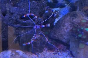 Banded Coral Shrimp Thumbnail