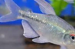 Diamond Tetra Thumbnail