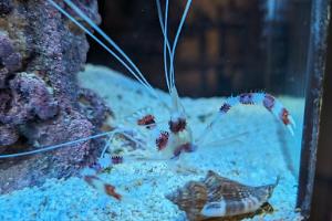 Banded Coral Shrimp Thumbnail