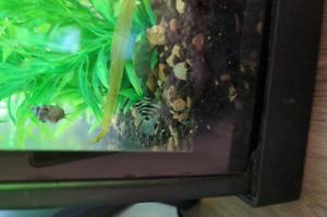 Parrot Cichlid Thumbnail