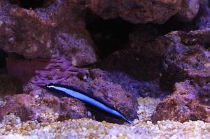 Neon Blue Goby Thumbnail