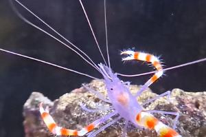 Blue Banded Coral Shrimp Thumbnail