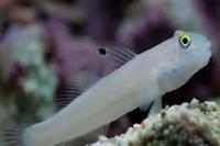 Chalk goby  Thumbnail