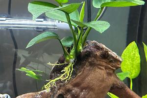 Anubias Barteri Broad Leaf Thumbnail