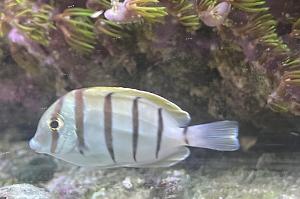 Convict Tang Thumbnail