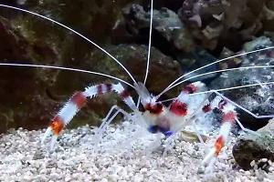 Banded Coral Shrimp Thumbnail