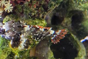 scooter blenny Thumbnail