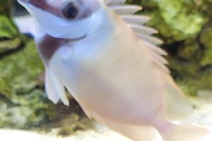 one spot foxface rabbitfish  Thumbnail