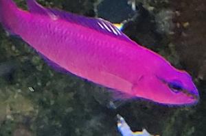 Orchid dottyback Thumbnail