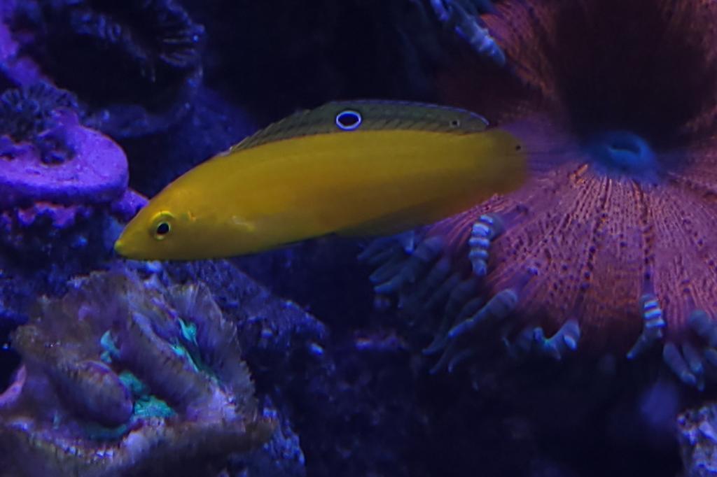 Yellow Wrasse / Halichoeres chrysus 695