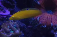 Yellow Wrasse Thumbnail