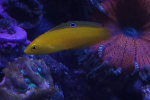 Yellow Wrasse Thumbnail