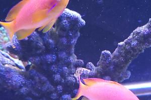 lyretail anthias Thumbnail