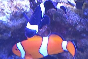 black clownfish  Thumbnail