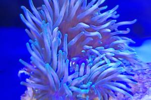 Green Bubble Tip Anemone Thumbnail