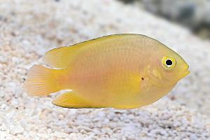 Yellow Damselfish Thumbnail