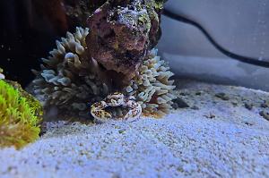 Green Bubble Tip Anemone Thumbnail