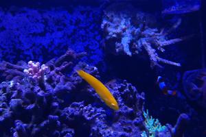 Yellow Wrasse Thumbnail