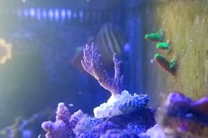 Purple Garf Bonsia Coral Thumbnail