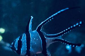 Banggai Cardinalfish Thumbnail