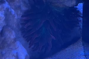 Bubble tip anemone  Thumbnail