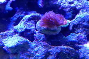 Lettuce Coral Thumbnail