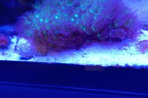 Blue Star Polyps Thumbnail