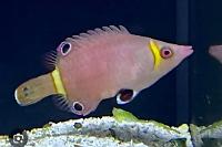 Yellow Banded Possum Wrasse Thumbnail