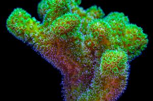 Green Pocillopora Thumbnail