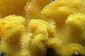 Yellow Fiji Leather Coral Thumbnail