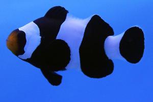 Black Ocelaris Clownfish Thumbnail