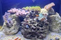 My Aquarium on 2024-05-02T19:42:01.149482Z[GMT]