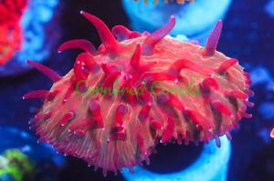 Watermelon Plate Coral Thumbnail