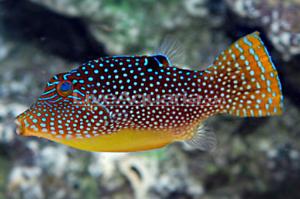 Blue Spotted Puffer Thumbnail