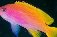 Bimaculatus Anthias Thumbnail