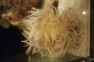 Long Tentacle Anemone Thumbnail