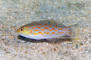 Timor Wrasse Thumbnail