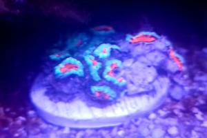 Micromussa Coral Thumbnail