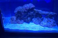 My Aquarium on 2024-05-06T21:05:34.852517Z[GMT]