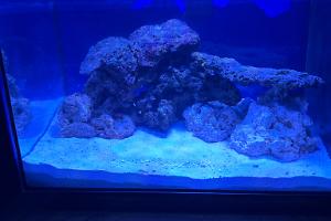 My Aquarium on 2024-05-06T21:05:34.852517Z[GMT]