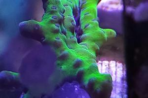 Anacropora  Thumbnail