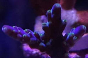 Acropora Bonsai Thumbnail