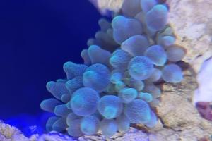 Green Bubble Tip Anemone Thumbnail