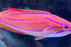 Yellowfin Flasher Wrasse Thumbnail