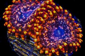 Utter Chaos Zoanthids Thumbnail