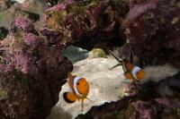 Ocellaris Clownfish Thumbnail