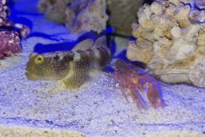 Bluespotted Watchman Goby Thumbnail