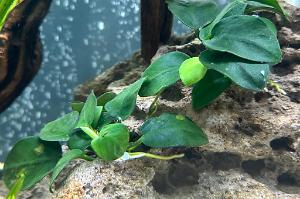 Anubias Nana Petite Thumbnail