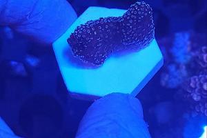 Blue Based Pocillopora Thumbnail