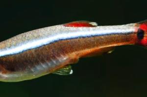 White Cloud Mountain Minnow Thumbnail